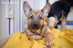 Щенок-мальчик ищет дом