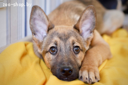 Щенок-мальчик ищет дом