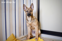 Щенок-мальчик ищет дом