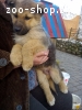 Щенок помесь овчарки