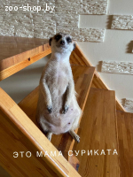 Щенок суриката (экзотическое животное)