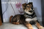 Щенок в дар, в добрые руки!