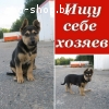 Щенок в дар, в добрые руки!
