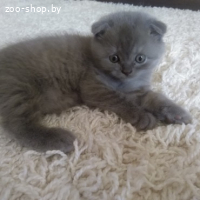 ШИКАРНЫЕ ШОТЛАНДСКИЕ КОТЯТА (СКОТТИШ-ФОЛД)