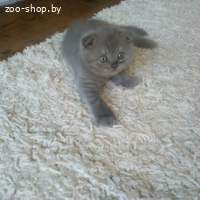 ШИКАРНЫЕ ШОТЛАНДСКИЕ КОТЯТА (СКОТТИШ-ФОЛД)