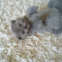 ШИКАРНЫЕ ШОТЛАНДСКИЕ КОТЯТА (СКОТТИШ-ФОЛД)