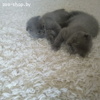 ШИКАРНЫЕ ШОТЛАНДСКИЕ КОТЯТА (СКОТТИШ-ФОЛД)