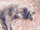 Шикарный британский кот для вязки