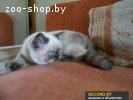 Шикарный британский котенок