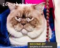 Шикарный британский котенок