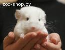 Шиншилла окраса бело-розовый