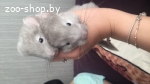 Шиншилла шиншиллята