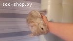 Шиншилла