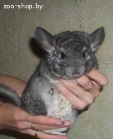 Шиншилла.