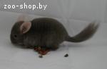 Шиншиллы пастель мальчик и девочка
