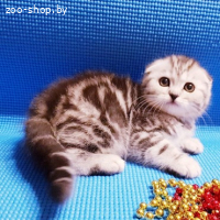 Шотладские котята