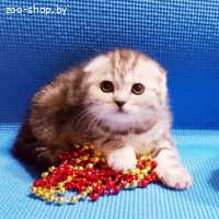 Шотладские котята