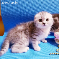 Шотладские котята
