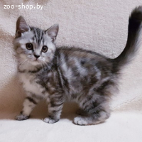 Шотладские котята