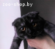 Шотландская кошечка скоттиш фолд