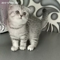 Шотландская кошечка