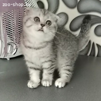 Шотландская кошечка
