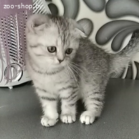 Шотландская кошечка