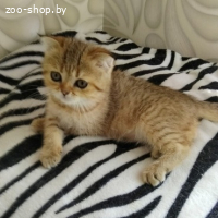 Шотландская кошечка