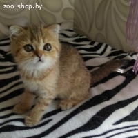 Шотландская кошечка