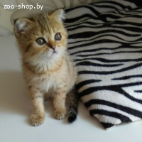 Шотландская кошечка