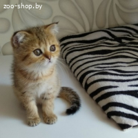 Шотландская кошечка