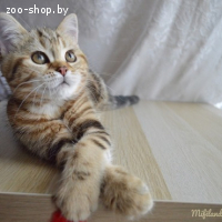 Шотландская кошка