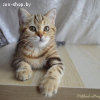 Шотландская кошка