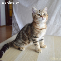 Шотландская кошка