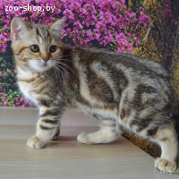 Шотландская кошка