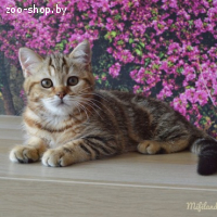 Шотландская кошка