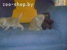 шотландские котята