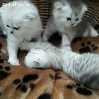 ШОТЛАНДСКИЕ КОТЯТА