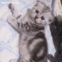 Шотландские котята