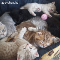 ШОТЛАНДСКИЕ КОТЯТА