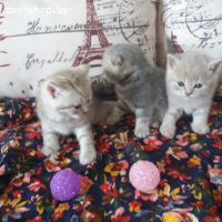 ШОТЛАНДСКИЕ КОТЯТА