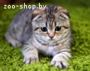ШОТЛАНДСКИЙ КОТИК. ПИТОМНИК