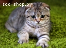 ШОТЛАНДСКИЙ КОТИК. ПИТОМНИК