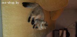 Шотландский вислоухий кот ищет подругу
