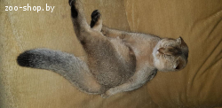 Шотландский вислоухий кот ищет подругу