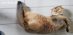 Шотландский вислоухий кот ищет подругу