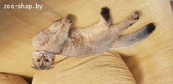 Шотландский вислоухий кот ищет подругу