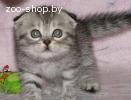Шотландский вислоухий котенок