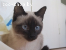 Сиамская кошка, вязка