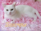 Снежная королева Белоснежка!